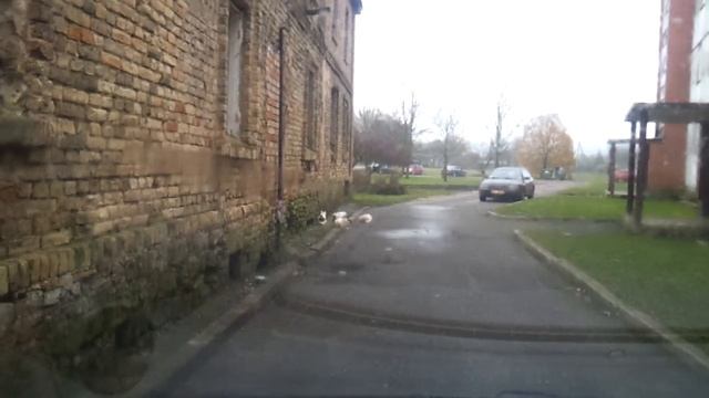 Семейство кошачьих.. смотреть онлайн