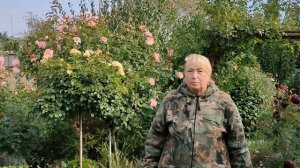 Обрезка роз осенью.  Как?   Почему?  Пять основных принципов.