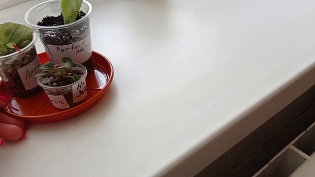 Орхидеи на карантине, новая красотка 🌸как себя чувствуют орхидеи 🌺🌺 смотреть онлайн