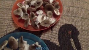 Грибы Сластены. Гигрофоры. Октябрята. Как распознать. Как приготовить.