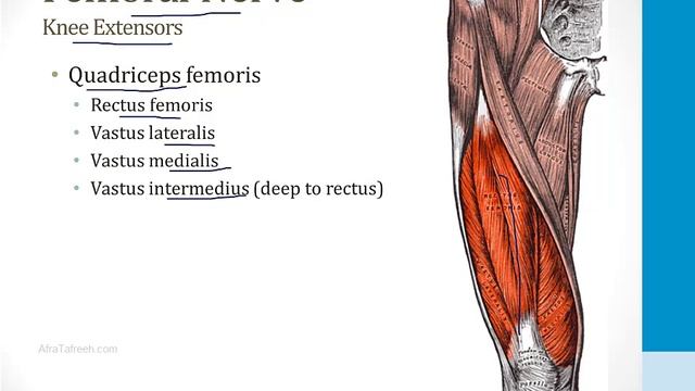 Опорно-двигательный аппарат USMLE - 1. Анатомия и ортопедия - 6.Пояснично-крестцовое сплетение