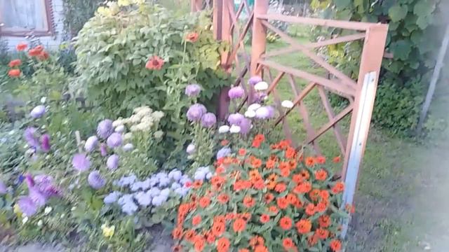 Моя дача // Цветы // Учусь снимать видео смотреть онлайн