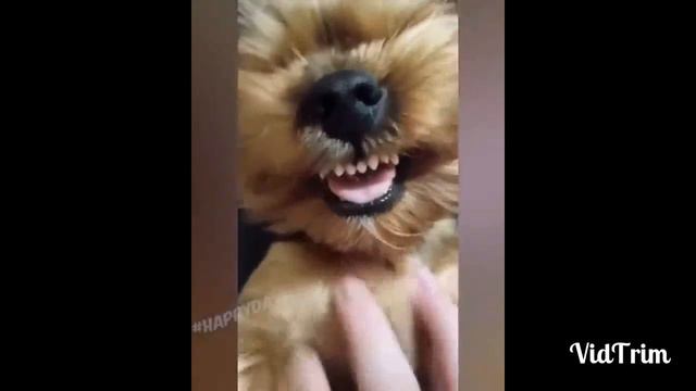 СМЕШНЫЕ КОШКИ 2022 И ДРУГИЕ ЖИВОТНЫЕ / 6 МИНУТ СМЕХА ДО СЛЁЗ смотреть онлайн