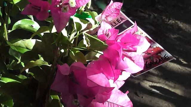 Purple Bougainvillea смотреть онлайн