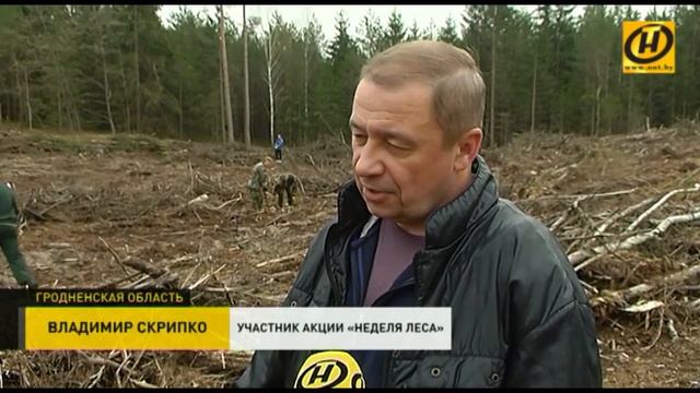 «Неделя леса»: в Гродненской области добровольцы посадили больше 1000 деревьев смотреть онлайн