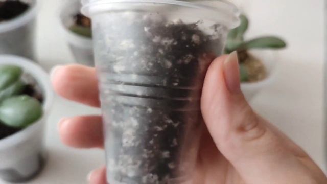 19.07.2023. Денежное дерево. Толстянка. Крассула. Разные грунты. Часть 4. смотреть онлайн