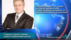 У Черкасах у букетах конвалій продають червонокнижні рослини