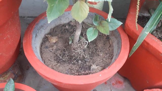 Care about beautifull Acalypha plant||copperleaf plant care || growing tips of acalypha plant смотреть онлайн