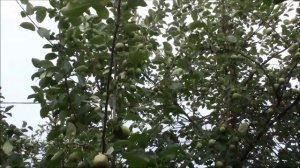 Не плачь гитара моя