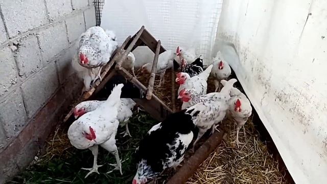 Цыплята Пушкинской породы и Австролорпа черно-пестрого. смотреть онлайн