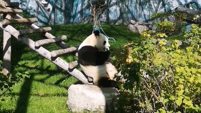 Panda sisters Qi Qiao and Qi Xi смотреть онлайн