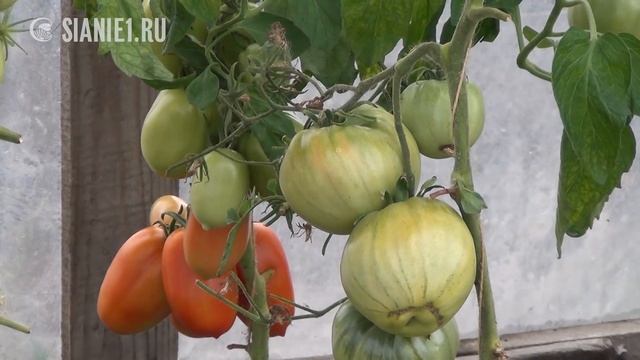 Природное земледелие в Сибири  Часть 2