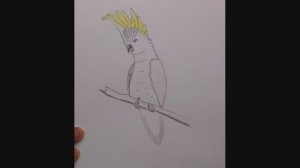 Как нарисовать попугая с желтым хохолком // какаду \\ рисунок попугай