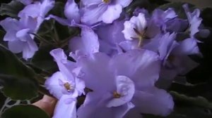 сорт фиалки _ГОЛУБОГЛАЗАЯ РОССИЯ_ __ моя коллекция