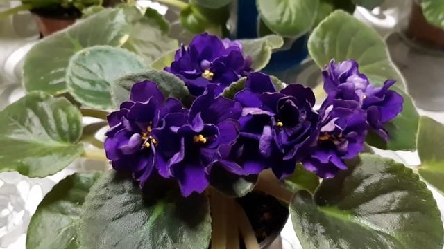 ЕК-Черная жемчужина смотреть онлайн