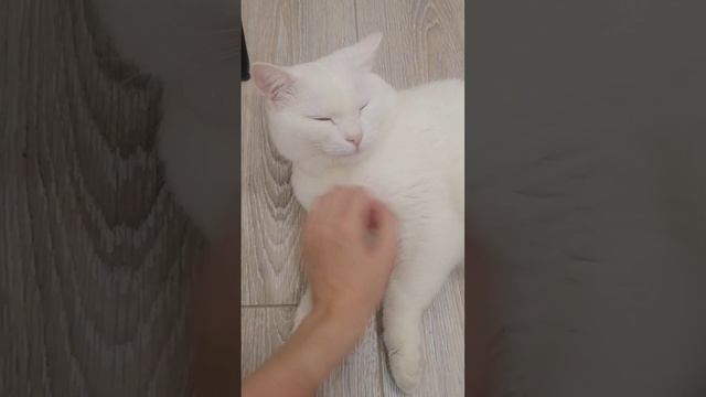 Котики