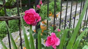 Роза Парад Красота