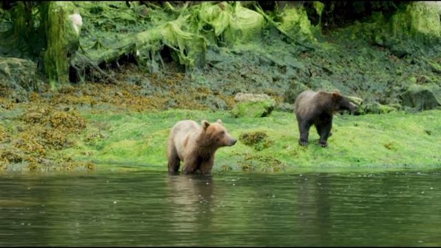 Медвежата смотреть онлайн