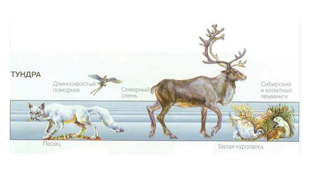 Биогеоценозы тундры смотреть онлайн
