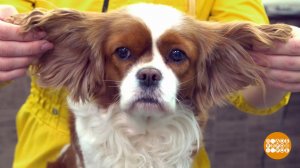 Ушастая собака: хитрости ухода. Доброе утро. Фрагмент выпуска от 21.11.2023