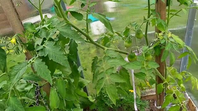 Уплотнённые посадки в огороде. смотреть онлайн