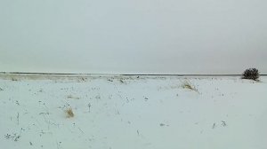 Охота на Зайца с Лайкой . ДОБЫЛИ С ГРЕЕМ ЗАЙЦА 09.12.19г