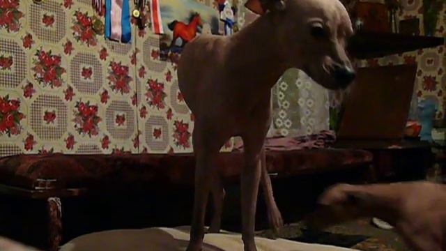 ОгоньПерецПольНочь