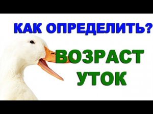 Чтобы вас не обманули, как определить возраст утят по внешним признакам? Определяем возраст по крылу