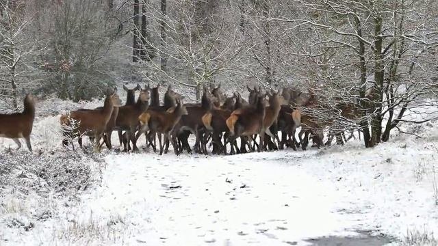 Спокойная музыка/музыка для расслабления/зима спокойствие.