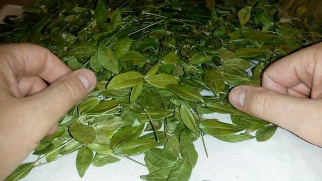 МАГИЧЕСКОЕ РАСТЕНИЕ БАРВИНОК- «Цветок любви», «Фиалка ведьмы» смотреть онлайн