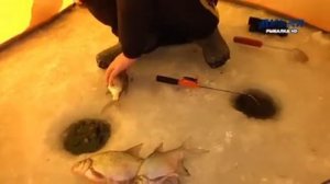 Зимняя рыбалка Дикая рыбалка HD