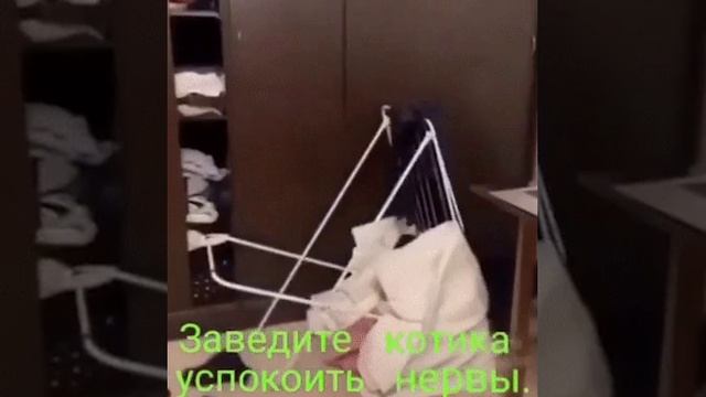 Заведите котика успокоить нервы?