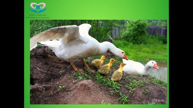 занятие для детей раннего возраста "Птичий двор" смотреть онлайн