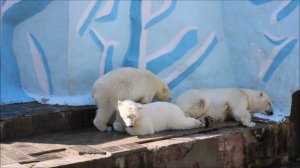 Медвежата наплавались и пошли спать вместе с мамой 22.07.2024