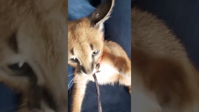 Caracal cat baby