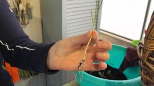 Посадка лука порея