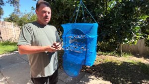 СУШИМ ИНЖИР В ДОМАШНИХ УСЛОВИЯХ.