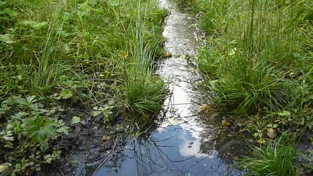 Лесной родник смотреть онлайн