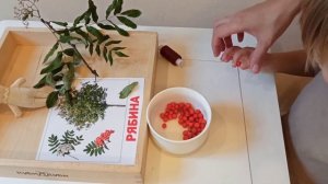 Развивающее занятие с ребенком Изучаем Рябину Развитие детей в 3 года