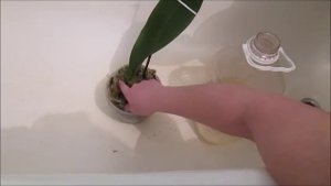 Одиннадцать уценённых орхидей. первый полив ЦИРКОНОМ.