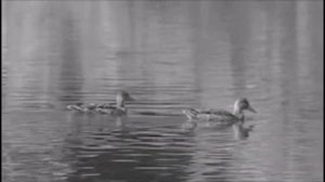 Георгий ВИНОГРАДОВ "Сядь со мною рядом"