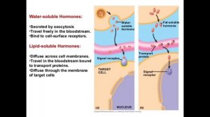 Анатомия и физиология - Лекция 72 - Обзор эндокринной системы