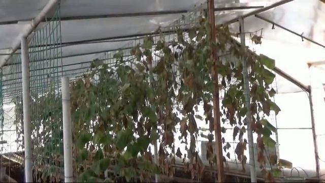 78/19 ВОПРОС - ОТВЕТ по выращиванию зеленого лука смотреть онлайн