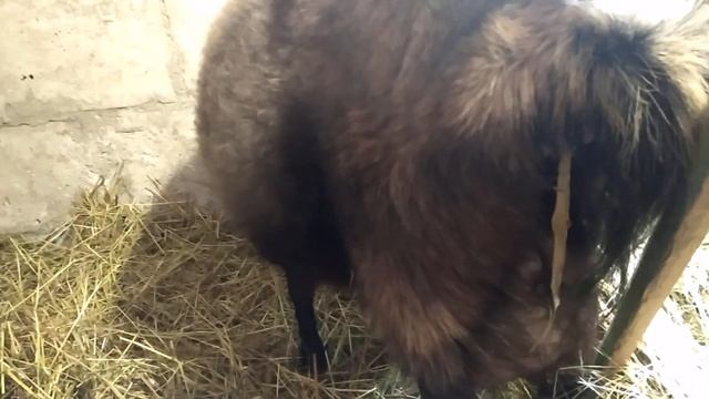 Окот козы от и до смотреть онлайн