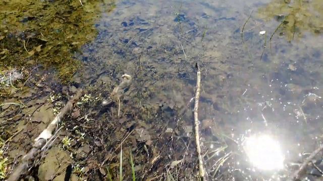 Гигантские Жабы!