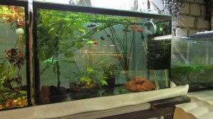 Что нового на разводне. Колхозные новости)