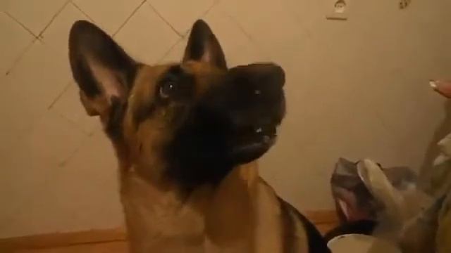 Быстрая смена настроения у собаки) смотреть онлайн