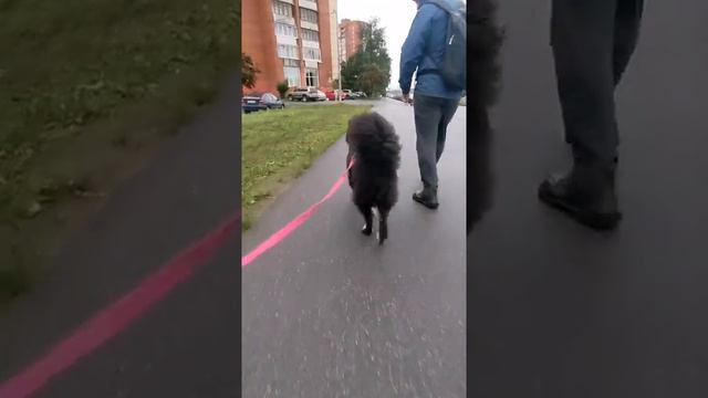 Самое главное это хвост 😁🐕♥️