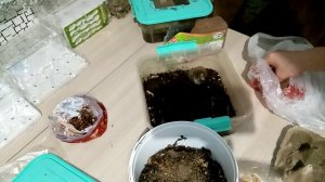 Содержание клещей  Hypoaspis miles + мокриц  Porcellio laevis Orange.