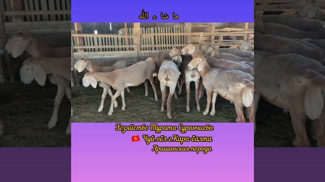 Хозяйство Турата Суранчиева📲+996 707 065 646 Чуй.обл г.Кара-балта | Арашанские овцы смотреть онлайн